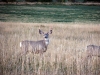 antelope.jpg