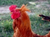 rooster.jpg