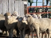 sheep.jpg