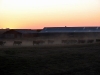 sunsetroundup.jpg