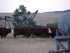 yearlings.jpg
